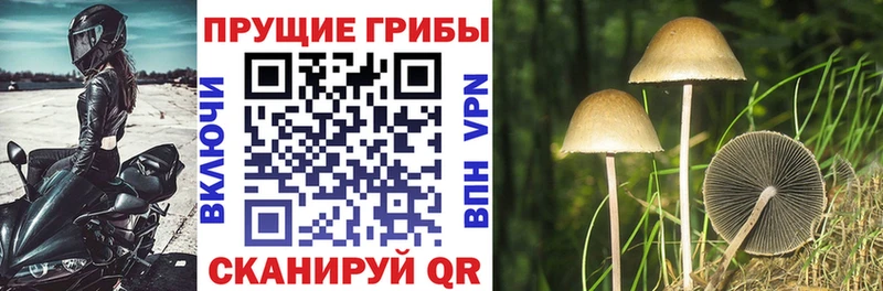 Галлюциногенные грибы GOLDEN TEACHER  Кирсанов 